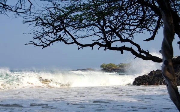 Βλέποντας surf κάτω από τα δέντρα της παραλίας Puako — Φωτογραφία Αρχείου