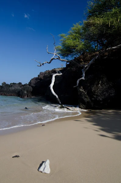 Камінь і сухі дрова в місті Puako beach — стокове фото