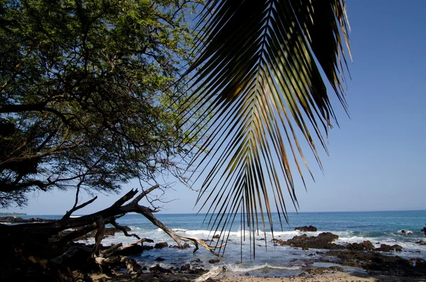 Palmiye ağacı dalı Puako plaj kayalıkları üzerinde — Stok fotoğraf