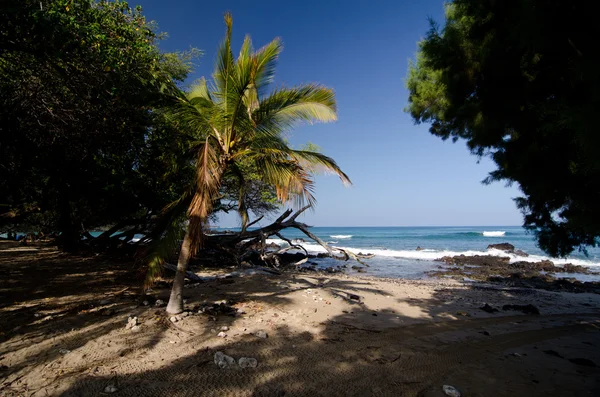 Massiva bit vitt torrt trä stammen på stranden 69, Waialea, Big Island — Stockfoto