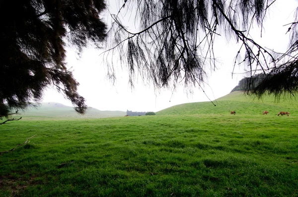 Сосны обрамляют ранчо фермы возле горной дороги Кохала — стоковое фото