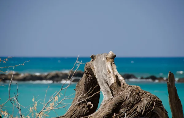 Um pouco de madeira na praia de Puako Fotos De Bancos De Imagens