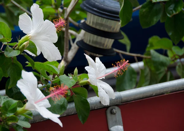 Hibisco branco com painéis solares em carrinho de jardim em Hiwi — Fotografia de Stock