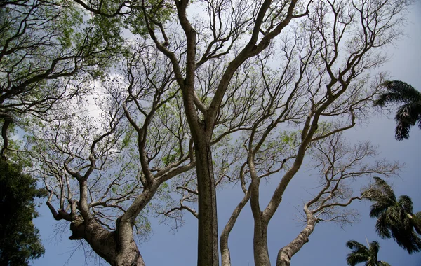 Ramas de un viejo árbol de Banyan en Kapaau —  Fotos de Stock
