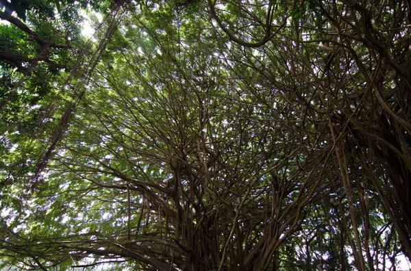 Κλαδιά από ένα παλιό δέντρο banyan κοντά Rainbow πέφτει, Hilo — Φωτογραφία Αρχείου