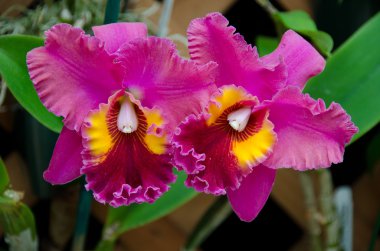 Cattleya Çiçek bahçesinde bir yanardağ Devlet Park yakınındaki