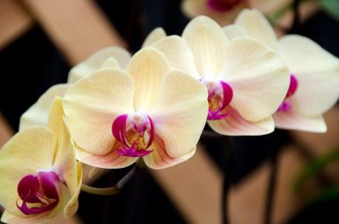 Phalaenopsis çiçek bahçesinde bir yanardağ Devlet Park yakınındaki
