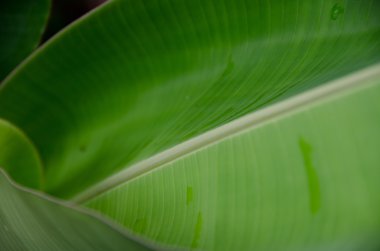 Yağmur, gökkuşağı Şelalesi'nde sonra içinde bir swirled muz yaprak