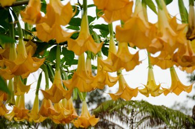 Zengin melekler Hualalai volkan ormanda trompet