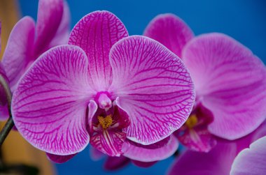 Phalaenopsis çiçek bahçesinde yakınındaki volkan State Park, Big Island, Hawaii