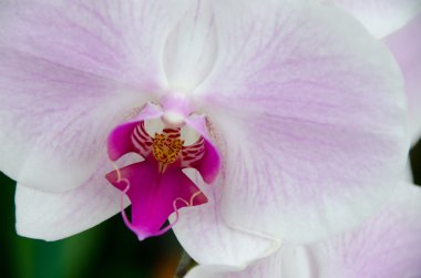 Phalaenopsis çiçek bahçesinde yakınındaki volkan State Park, Big Island, Hawaii