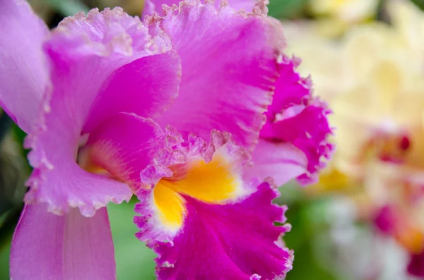 Fiori Cattleya in un giardino vicino a Vulcano State Park — Foto Stock