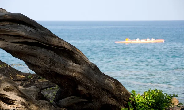 Kaunaoa Beach Kuzey sonuna yakın sularda turuncu avara demiri — Stok fotoğraf