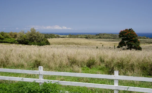 Royal poinciana behind wooden fence along highway 270 — Stock Photo, Image