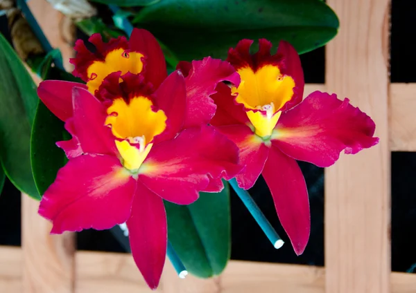 Flores de Odontoglossum en un jardín cerca del Parque Estatal Volcán — Foto de Stock