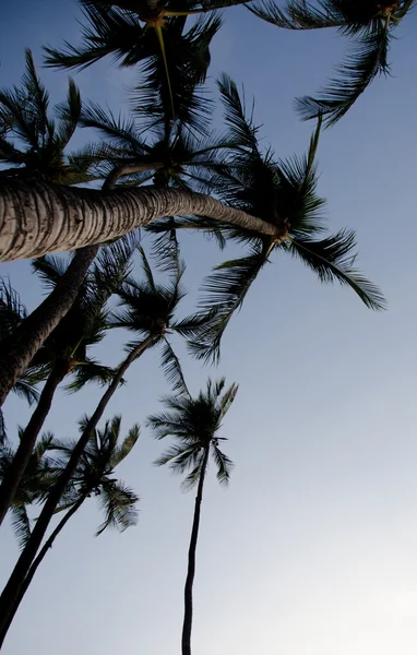 Palms Anaehoomalu Bay i skymningen färger — Stockfoto