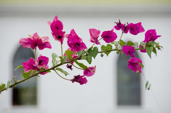 Bougainvillea rosa em frente à Igreja Pintada de São Bento — Fotografia de Stock