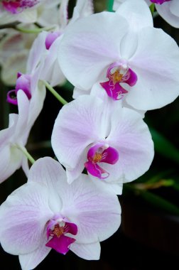 Phalaenopsis çiçek bahçesinde yakınındaki volkan State Park, Big Island, Hawaii