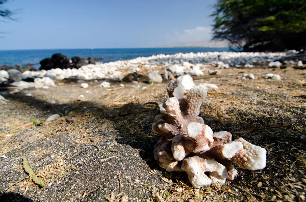 Grande peça de coral no prado perto da praia de Kaunaoa — Fotografia de Stock