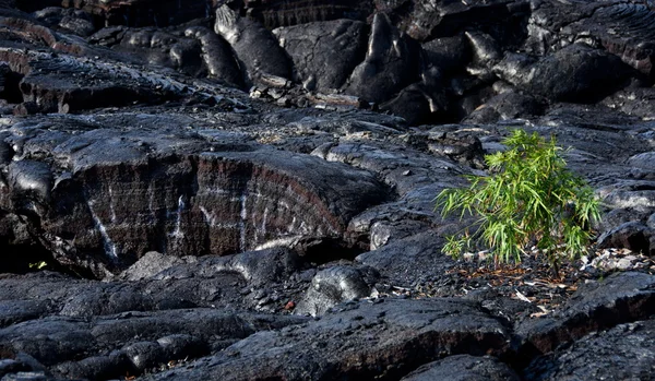 卡拉帕纳熔岩流附近的新植被 — 图库照片