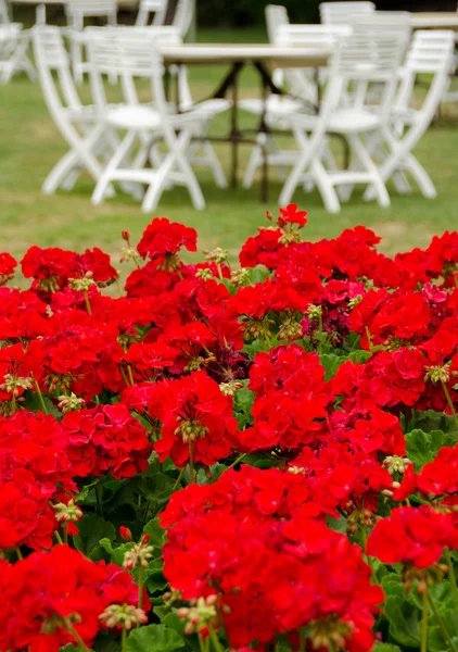 Cama de flores de gerânio na recepção do casamento — Fotografia de Stock