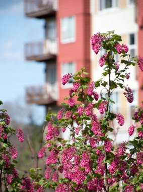 Redmond Şehir Merkezi 'ndeki bir apartmanın önündeki frenk üzümü çiçek açıyor.