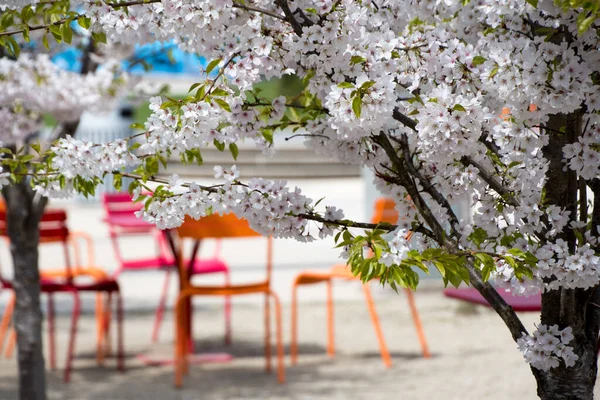 Cerejeira Florescente Com Cadeiras Jardim Mesa Fundo Parque Urbano Redmond — Fotografia de Stock