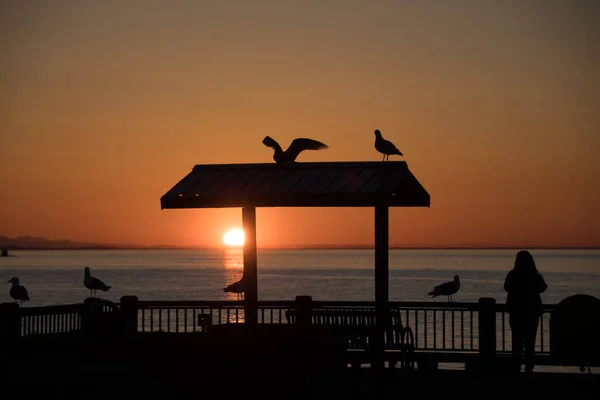 Seagull Silhouettes Created Glowing Sunset Semiahmoo Bay Blaine Whatcom Washington — Stock Photo, Image