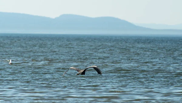 Mavi balıkçıl, Birch Bay Parkı Whatcom, Washington 'da suyun üzerinde alçaktan uçuyor.