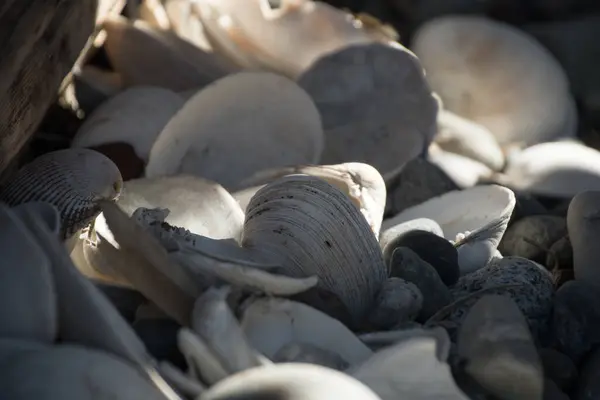 Conchas Vazias Escondidas Nas Sombras Praia Birch Bay Blaine Washington — Fotografia de Stock