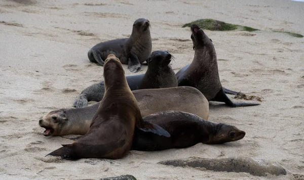 Gruppo Leoni Marini Che Socializzano Una Spiaggia Sabbia Vicino Jolla — Foto Stock