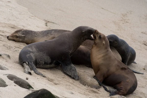 Grupo Leões Marinhos Socializando Uma Praia Areia Perto Jolla Cove — Fotografia de Stock