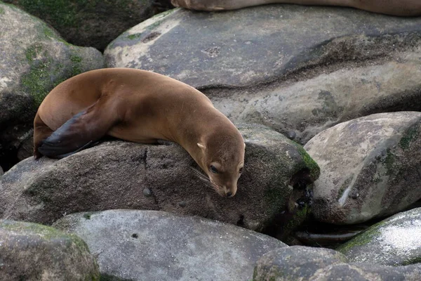 Seal Filhote Cachorro Sonhando Acordado Rochas Perto Jolla Cove San — Fotografia de Stock