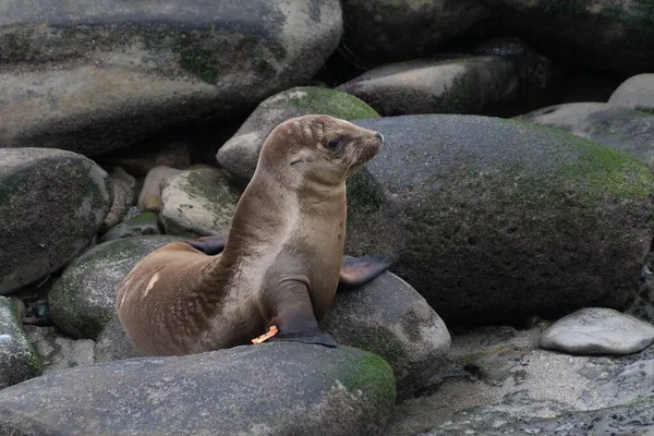 Seal Filhote Cachorro Sonhando Acordado Rochas Perto Jolla Cove San — Fotografia de Stock