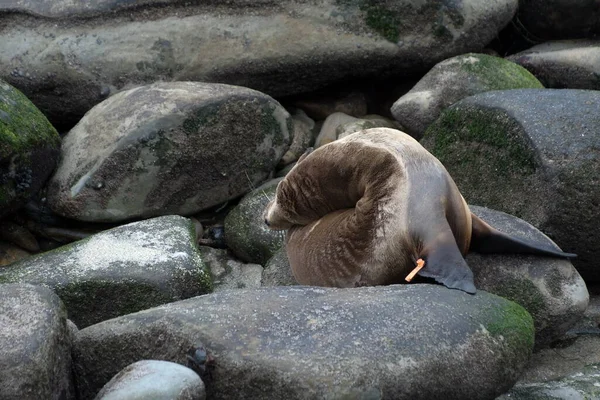 Seal Filhote Cachorro Sonhando Acordado Rochas Perto Jolla Cove San — Fotografia de Stock