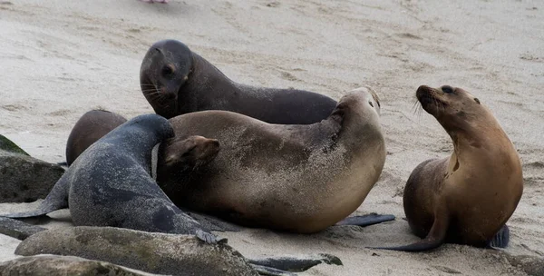 Gruppo Leoni Marini Che Socializzano Una Spiaggia Sabbia Vicino Jolla — Foto Stock