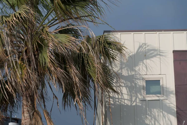 Palm Tree Reflections White Wall Contemporary Building Pacific Beach San — Stock Photo, Image