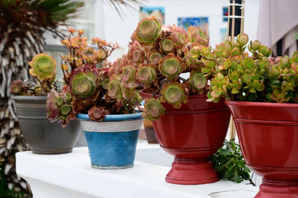 Row Heldere Potten Met Paarse Roos Succulents Een Achtertuin Tuin — Stockfoto