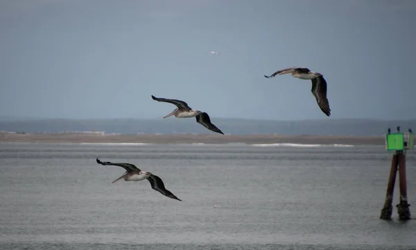 Трио Пеликанов Летающих Над Норт Бэй Рейнер Стейт Парк Горы — стоковое фото