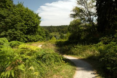 Evans Creek Preserve, Redmond, Washington 'da çayırların ve yeşil açık alanların arasında yol alın.