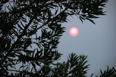 Duman sırasında söğüt dallarının arkasında pembe günbatımı Seattle 'daki havayı kirletiyor.