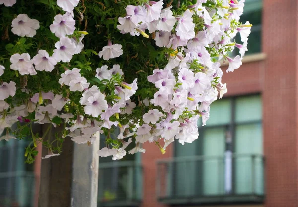 Basket with white petunias hanging in  front of brick wall in Bellingham Town Center