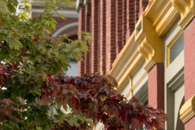 Townsend Limanı 'ndaki Water Caddesi' ndeki Victorian binaları akçaağaç yaprağında sonbahar sezonu rengi