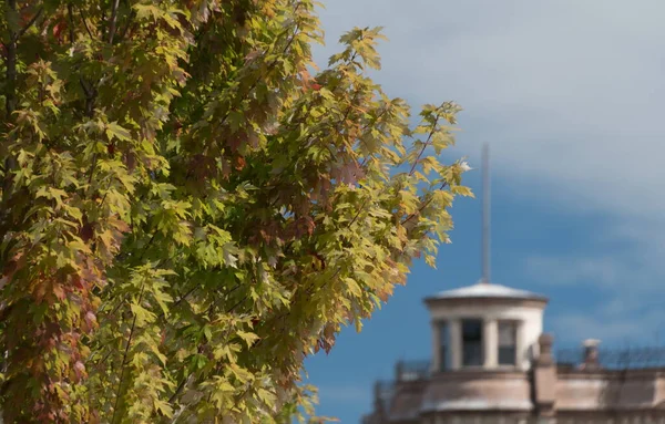 Цвет Осеннего Сезона Кленовых Листьях Обрамляющих Викторианские Здания Уотер Стрит — стоковое фото