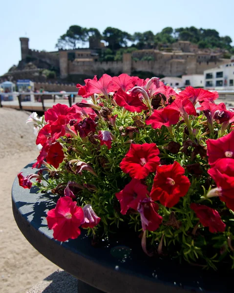 Petunias in a stone flower bed at a beach in front of medieval c