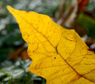 Üst kısmında büyük bir akçaağaç altın başak kurdu