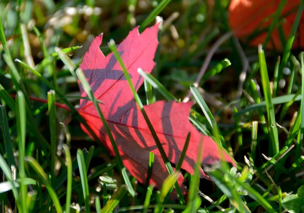 Rotes Ahornblatt versteckt sich im hohen Gras — Stockfoto