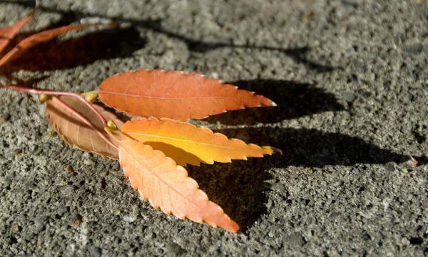 Zelkova japonês deixa lançar uma sombra no calçadão de concreto — Fotografia de Stock