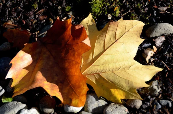 Ahornblätter in verschiedenen Farben — Stockfoto