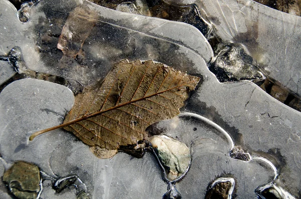 Ulmenblätter in einer Eisschicht eingebettet — Stockfoto